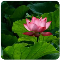 草榴社区邀请码