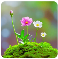 98堂邀请码-色花堂邀请码